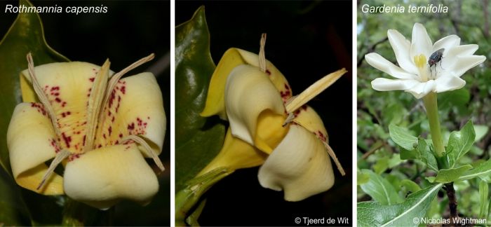 Rothmannia and Gardenia flowers compared