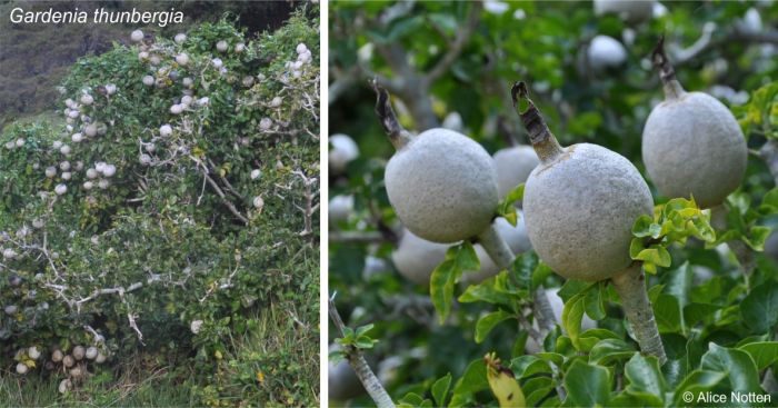 Gardenia thunbergia fruits