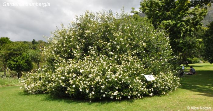 Gardenia thunbergia in flower in Kirstenbosch National Botanical Garden