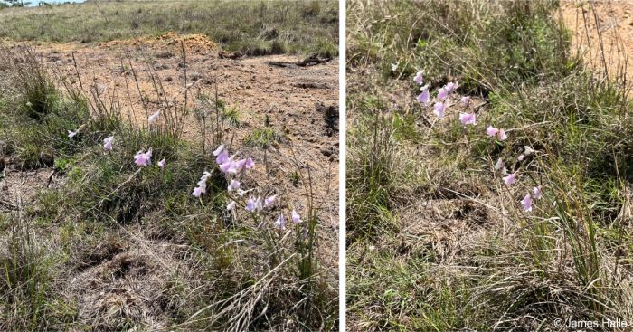 Dierama nixonianum plants in flower in habitat