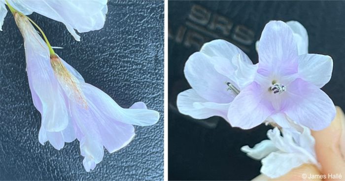 Dierama nixonianum flowers