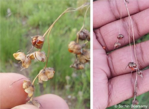 Dierama nixonianum seeds