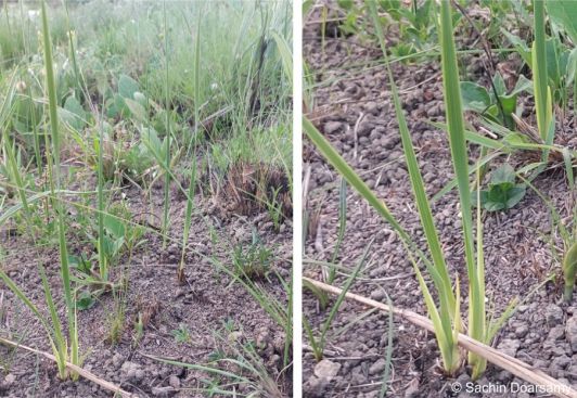 Dierama nixonianum leaves
