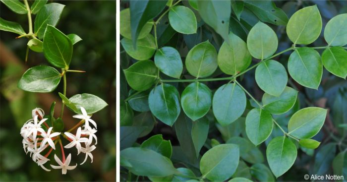 Carissa spinarum opposite leaves and opposite simple spines
