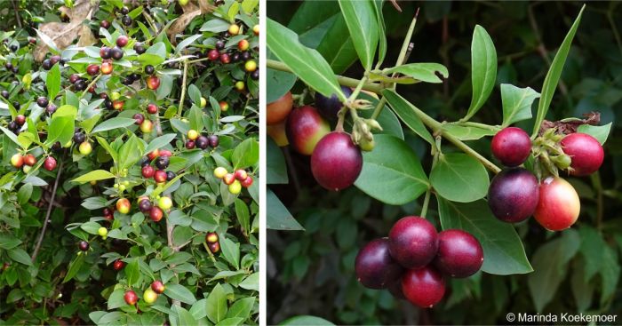 Carissa spinarum edible fruits