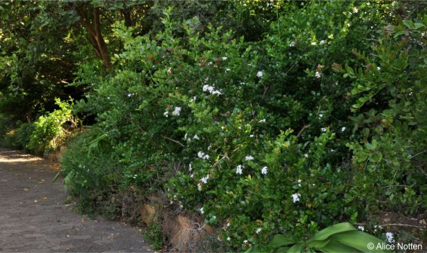 Carissa spinarum growing in Kirstenbosch NBG