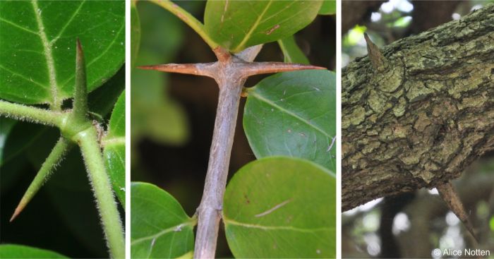 Carissa spinarum spines and stem bark, fresh, maturing and old growth
