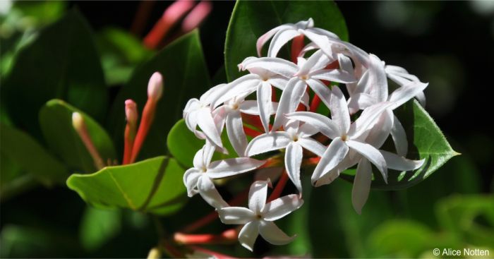 Carissa spinarum flowers