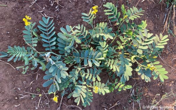 Senna italica subsp. arachoides 