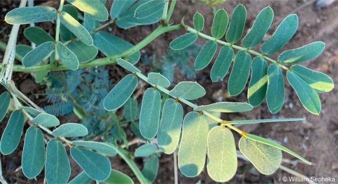 Senna italica subsp. arachoides leaves and leaflets