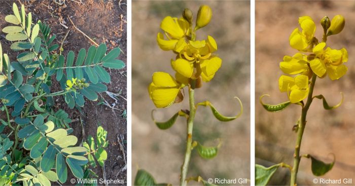 Senna italica subsp. arachoides inflorescence and flowers