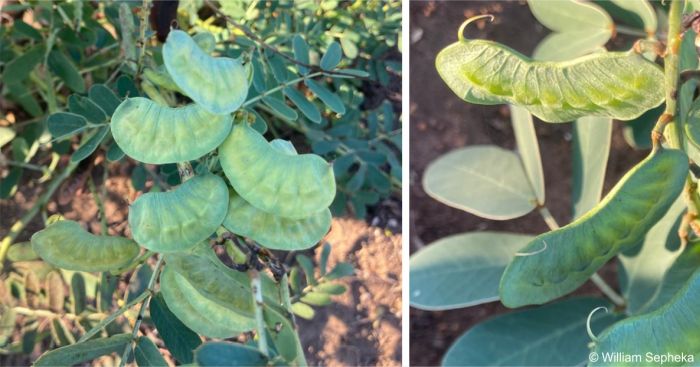 Senna italica subsp. arachoides pods
