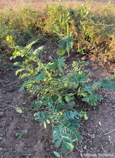 Senna italica subsp. arachoides plant