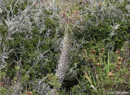 Euphorbia clava in habitat