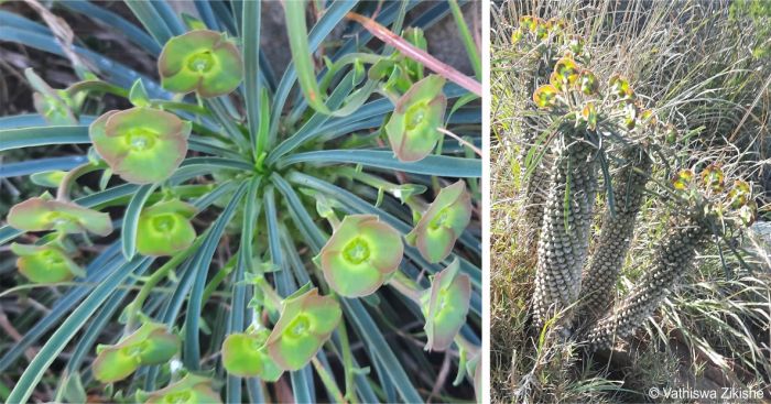 Euphorbia clava in habitat in flower in habitat