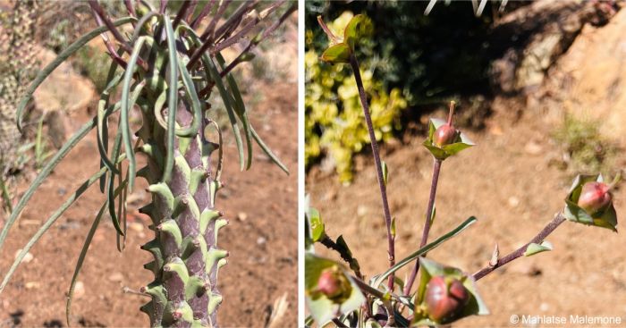 Euphorbia clava leaves and tubercles and developing fruits