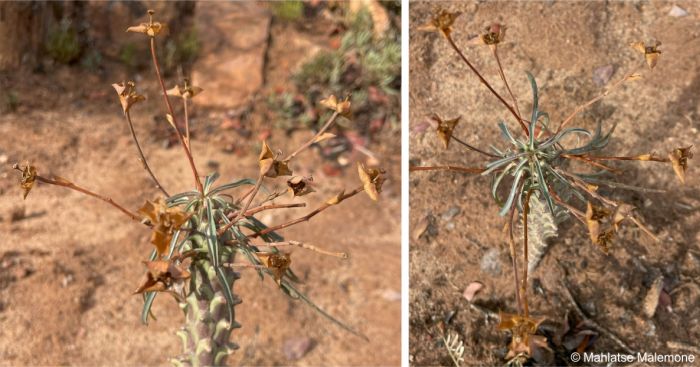 Euphorbia clava in seed