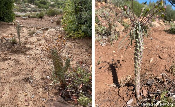 Euphorbia clava plants in cultivation in the Karoo National Botanical Garden