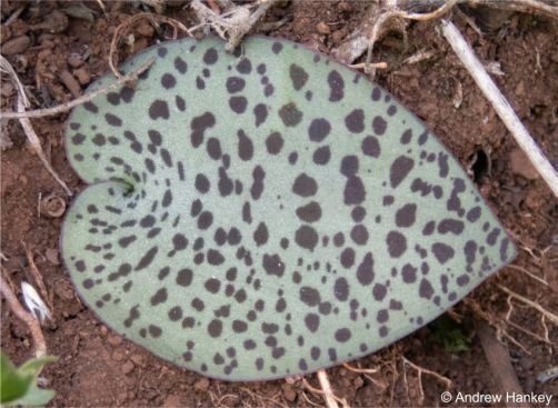Plants are usually solitary with a silvery-green heart-shaped leaf appressed to the ground