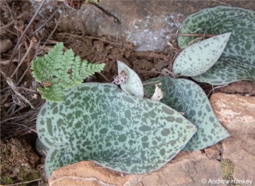 Often found growing on cliffs in rock crevices in shallow soil