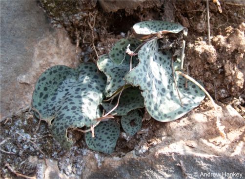 In suitable conditions plants may form small clusters