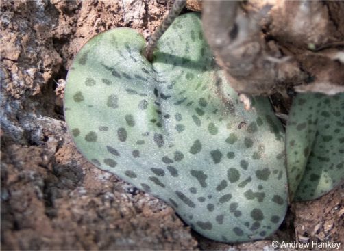 Plants are sometimes well hidden and camouflaged, with the leaf pressed against the soil.
