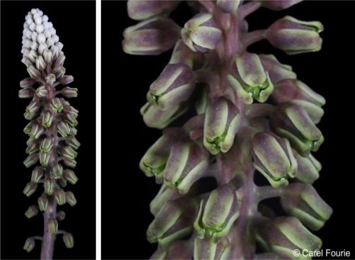 Inflorescence with bluish-green flowers that hardly open when mature