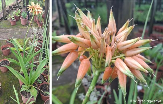 Aloe boylei in flower in the Lowveld NBG nursery