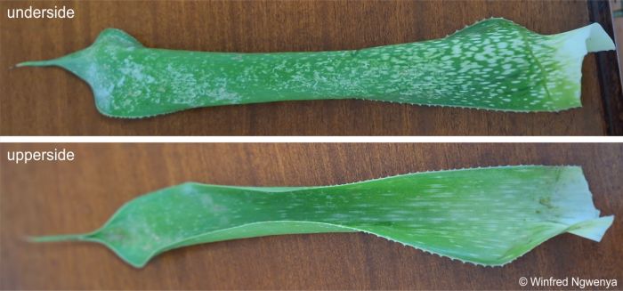 Upper and lower surface of a leaf