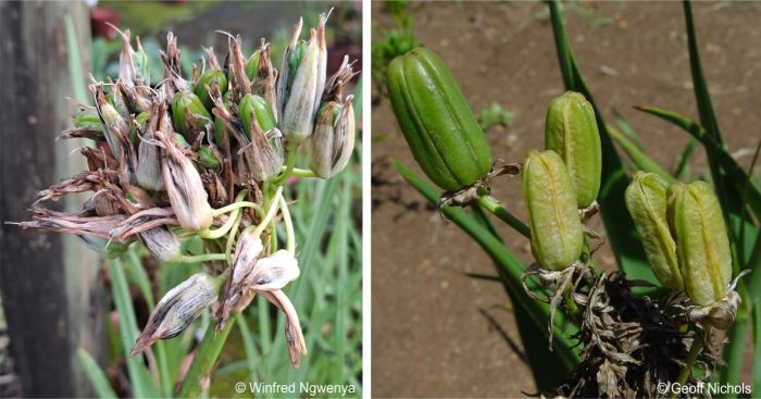 Developing fruit capsules