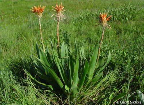 Aloe boylei in habitat