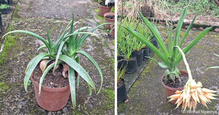 Aloe boylei in pots in the Lowveld NBG nursery