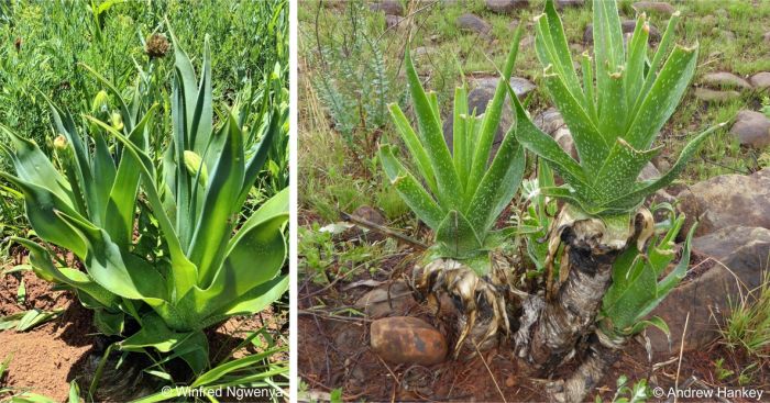 Aloe boylei plants in habitat, note the stem on the older plant on the right