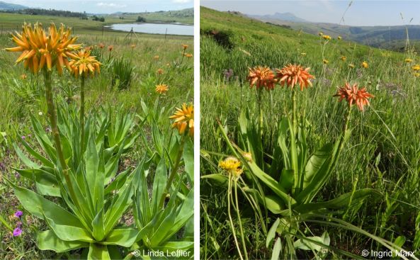 Aloe boylei in flower in habitat