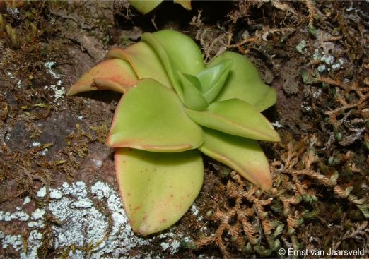 Crassula cymbiformis 