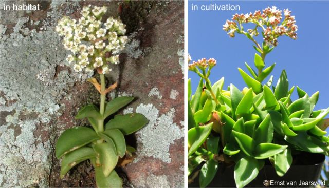Crassula cymbiformis in flower in habitat and in cultivation