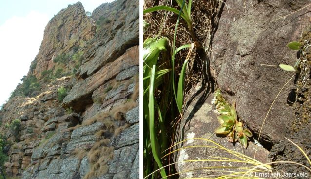 South-facing cliffs of the Waterberg, habitat of Crassula cymbiformis