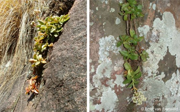 Crassula cymbiformis growing on the cliffs
