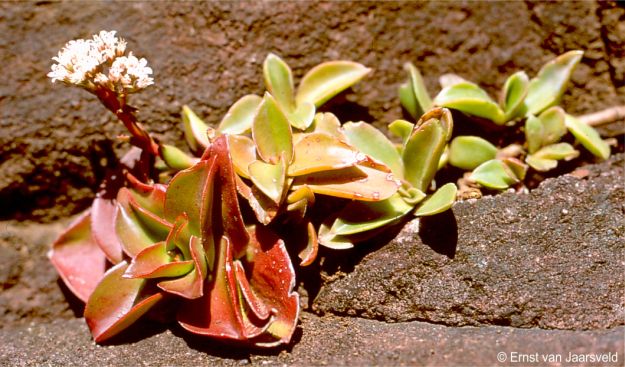 Crassula cymbiformis in flower in autumn