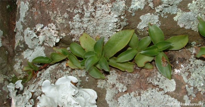 Crassula cymbiformis in a horizontal crevice