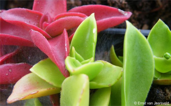 Red and green leaves close