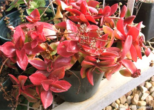 Crassula cymbiformis in cultivation
