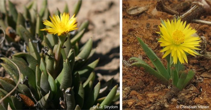 Yellow diurnal flowers in summer
