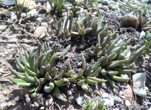 Bergeranthus addoensis ring-forming habit with plants in the centre dying