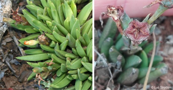 Bergeranthus addoensis with fruits