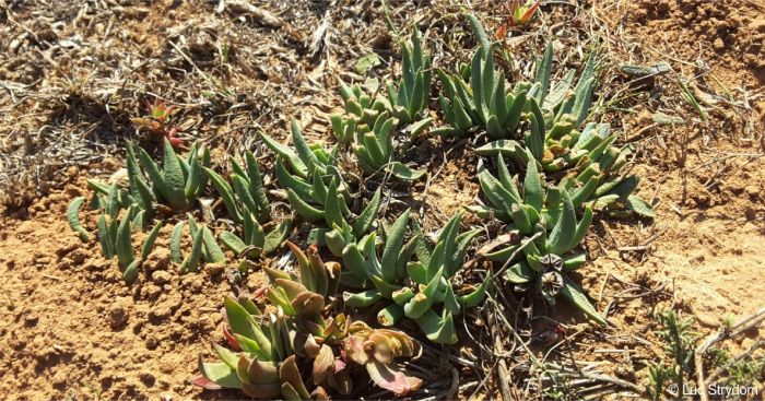 Bergeranthus addoensis ring-forming growth habit
