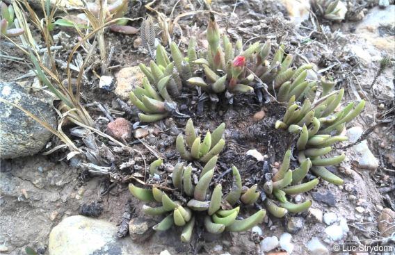 Bergeranthus addoensis in habitat
