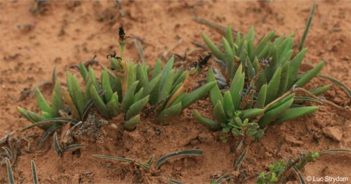 Bergeranthus addoensis in habitat