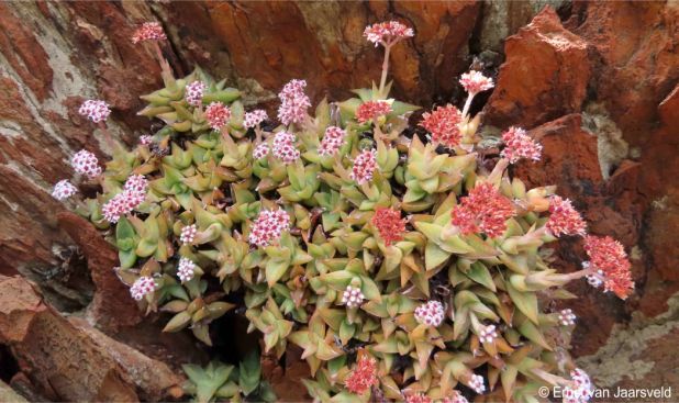 Crassula inopina in flower in habitat