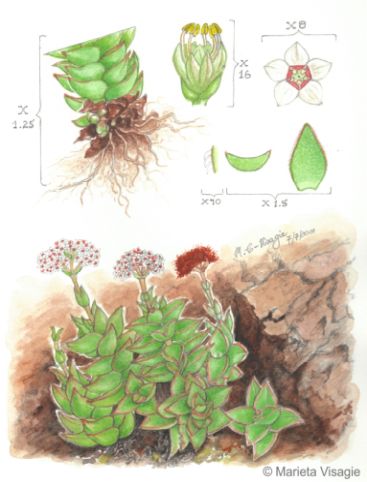 Illustration of Crassula inopina by Marieta Visagie